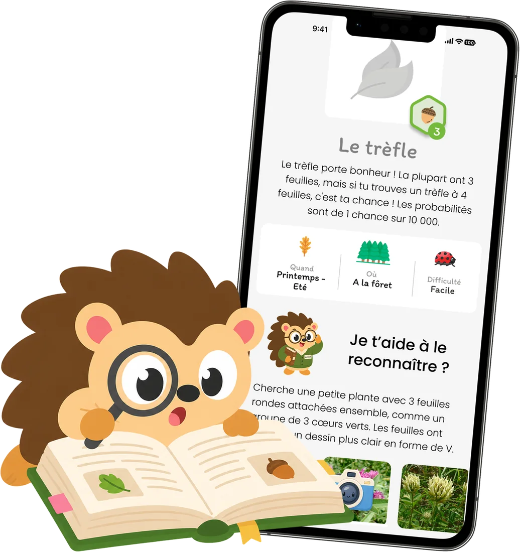 Victor le hérisson lit un livre à la loupe, à côté de la fiche du trèfle : description, saison, lieu, difficulté et conseils pour le reconnaître.
